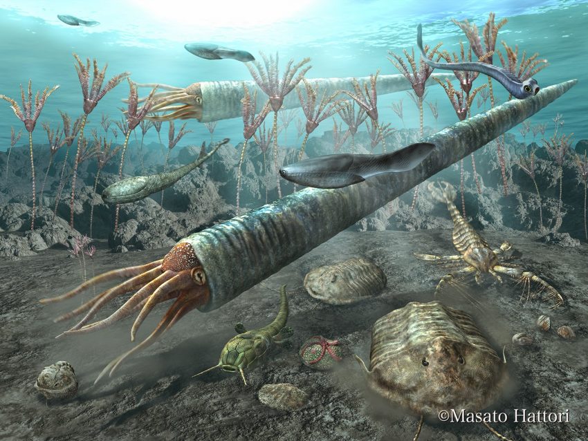 The Ordovician Period Paleontology World